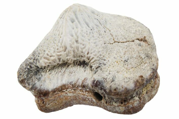 Fossil Crusher Shark (Ptychodus) Tooth - Kansas #218603